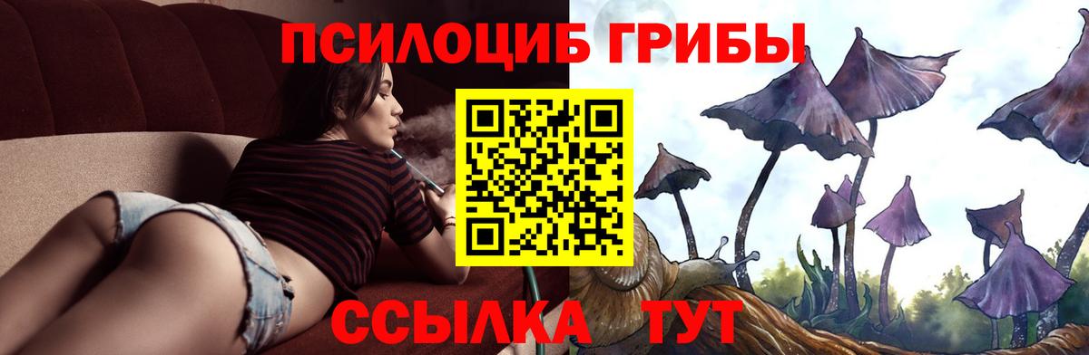 Псилоцибиновые грибы Psilocybe Норильск